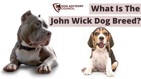 dog breed john wick 3|The Dog Breeds in John Wick